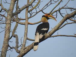 Image of Great Indian Hornbill