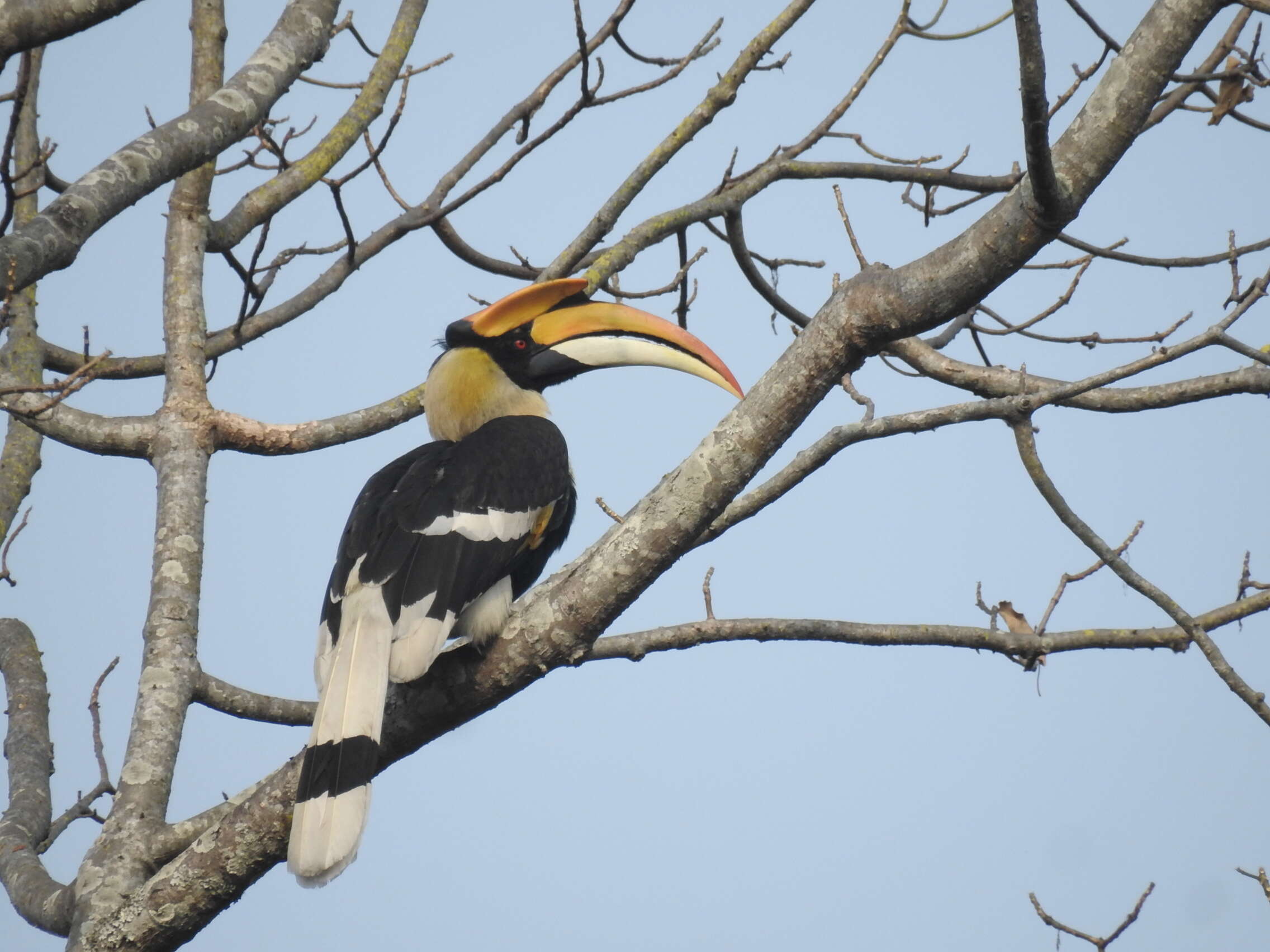 Image of Great Indian Hornbill