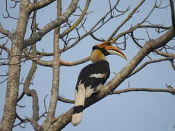 Image of Great Indian Hornbill