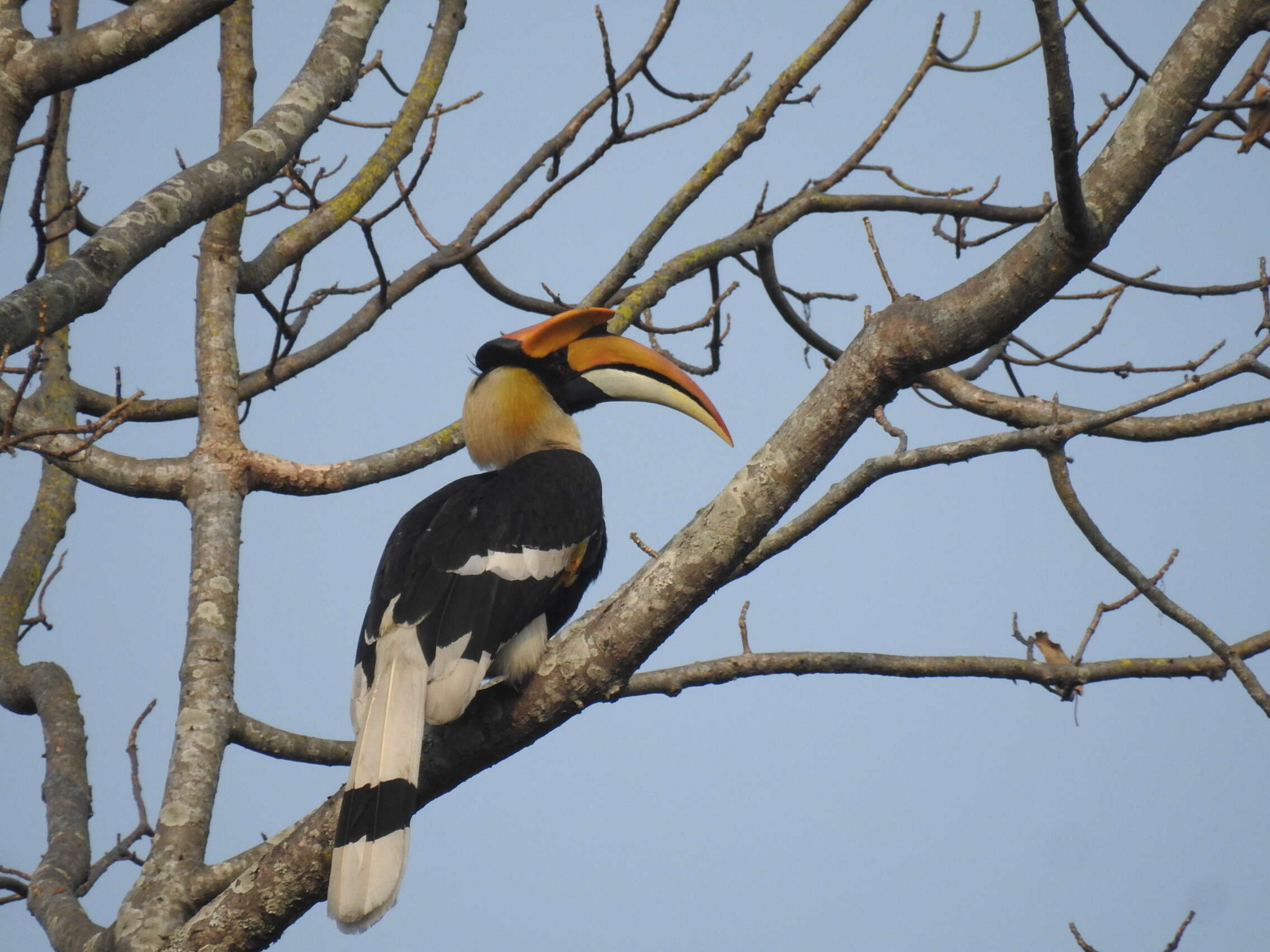 Image of Great Indian Hornbill