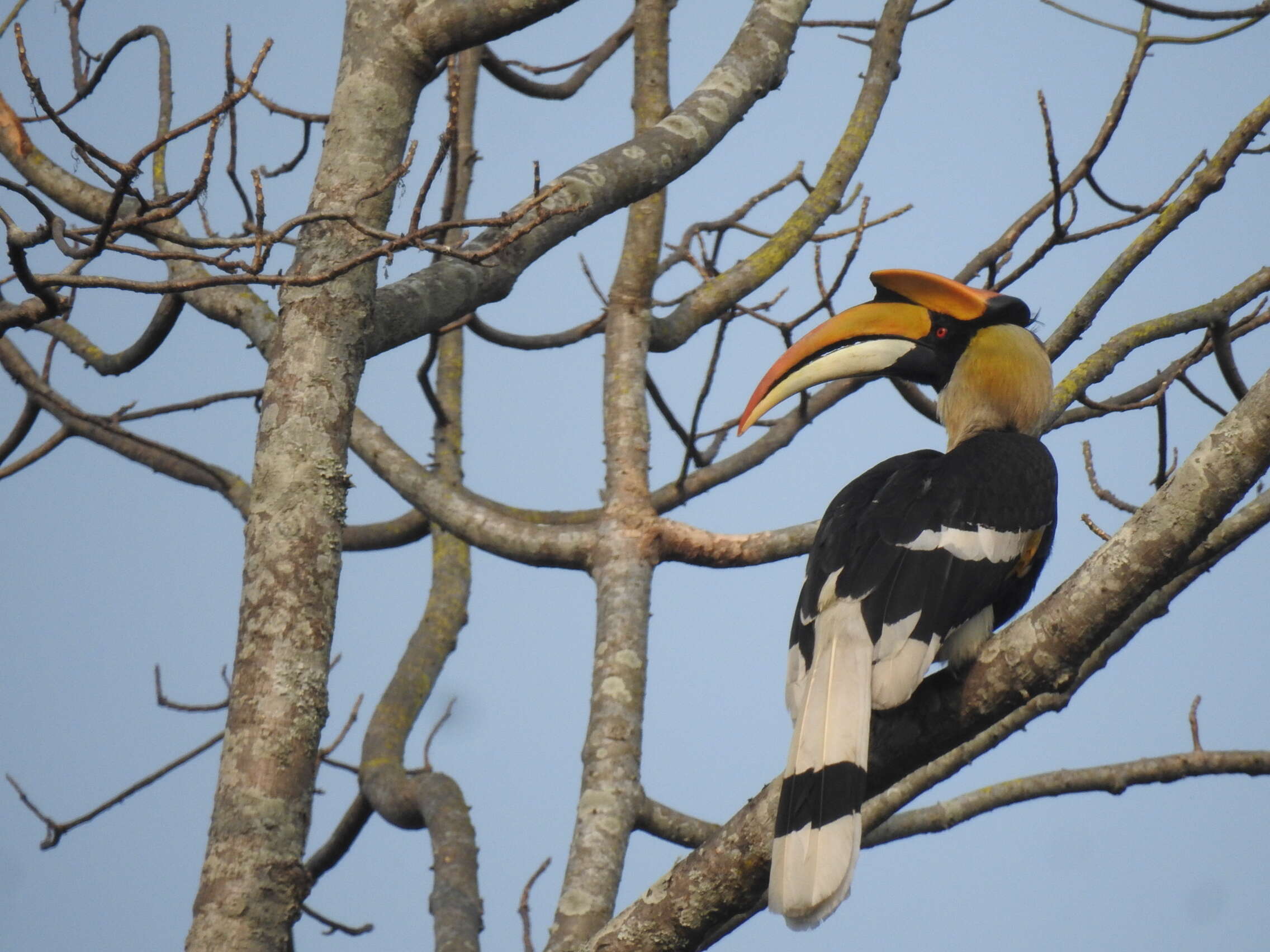 Image of Great Indian Hornbill