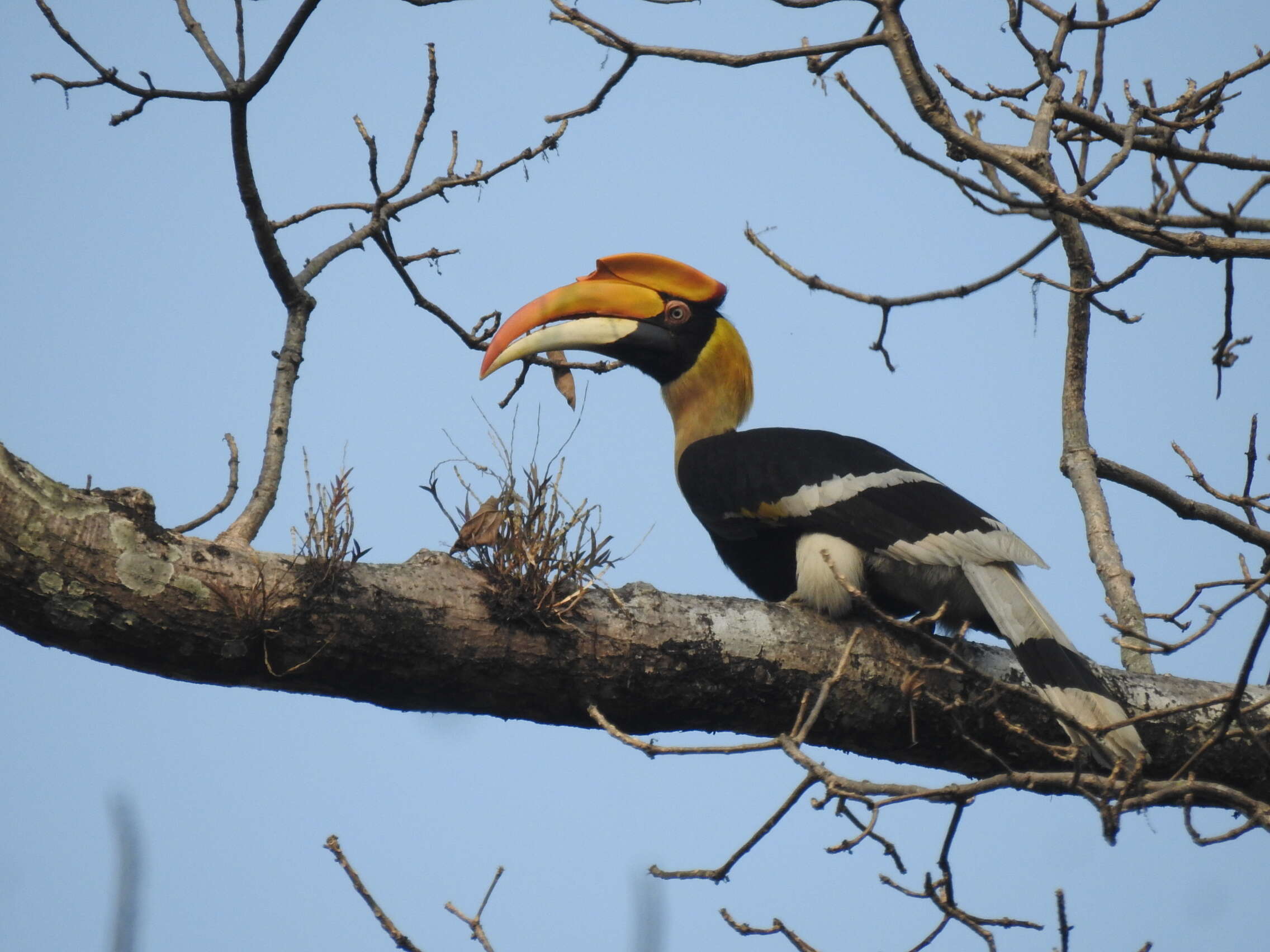 Image of Great Indian Hornbill