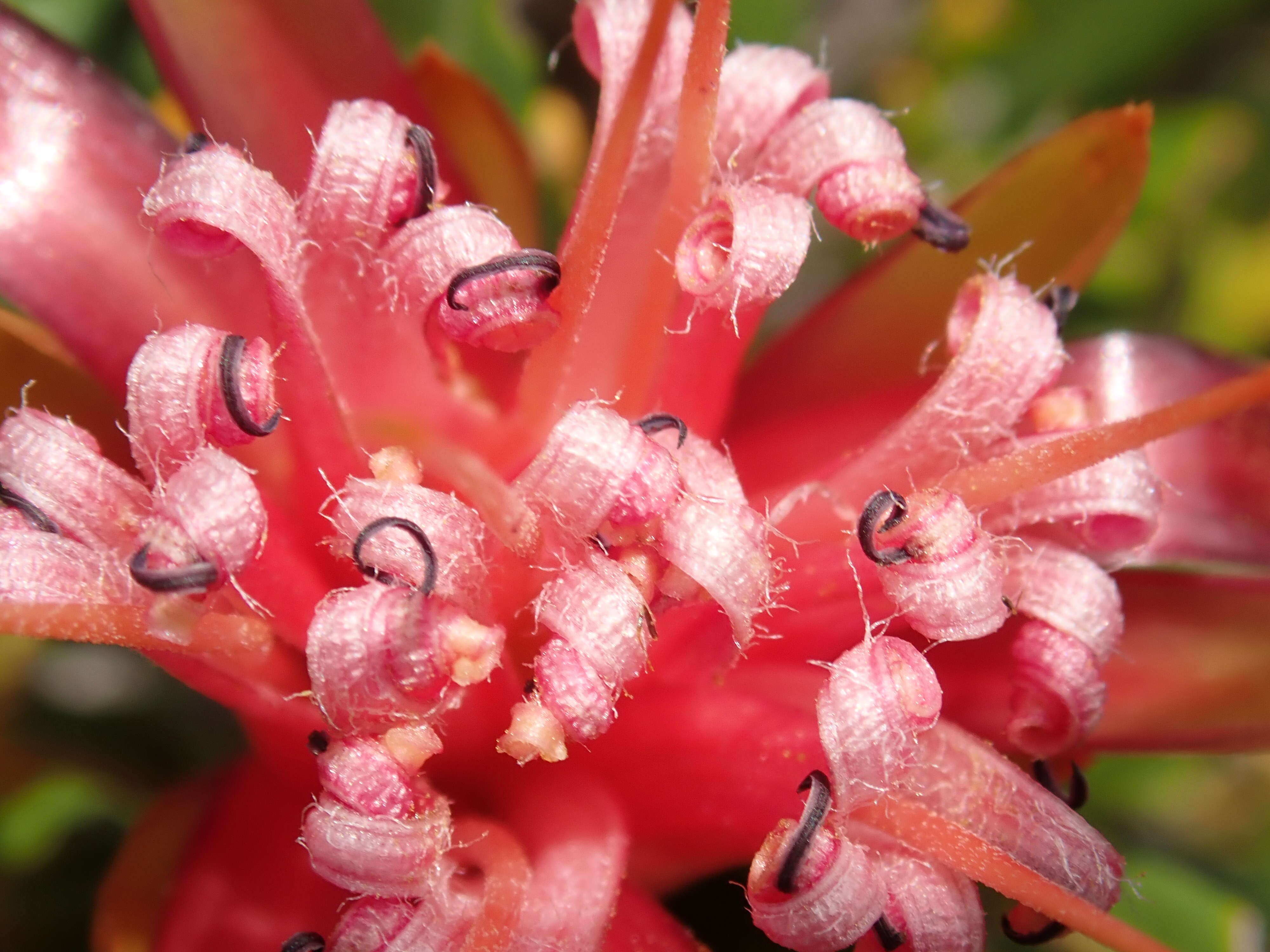 Image of Lambertia formosa Sm.