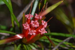 Image of Lambertia formosa Sm.