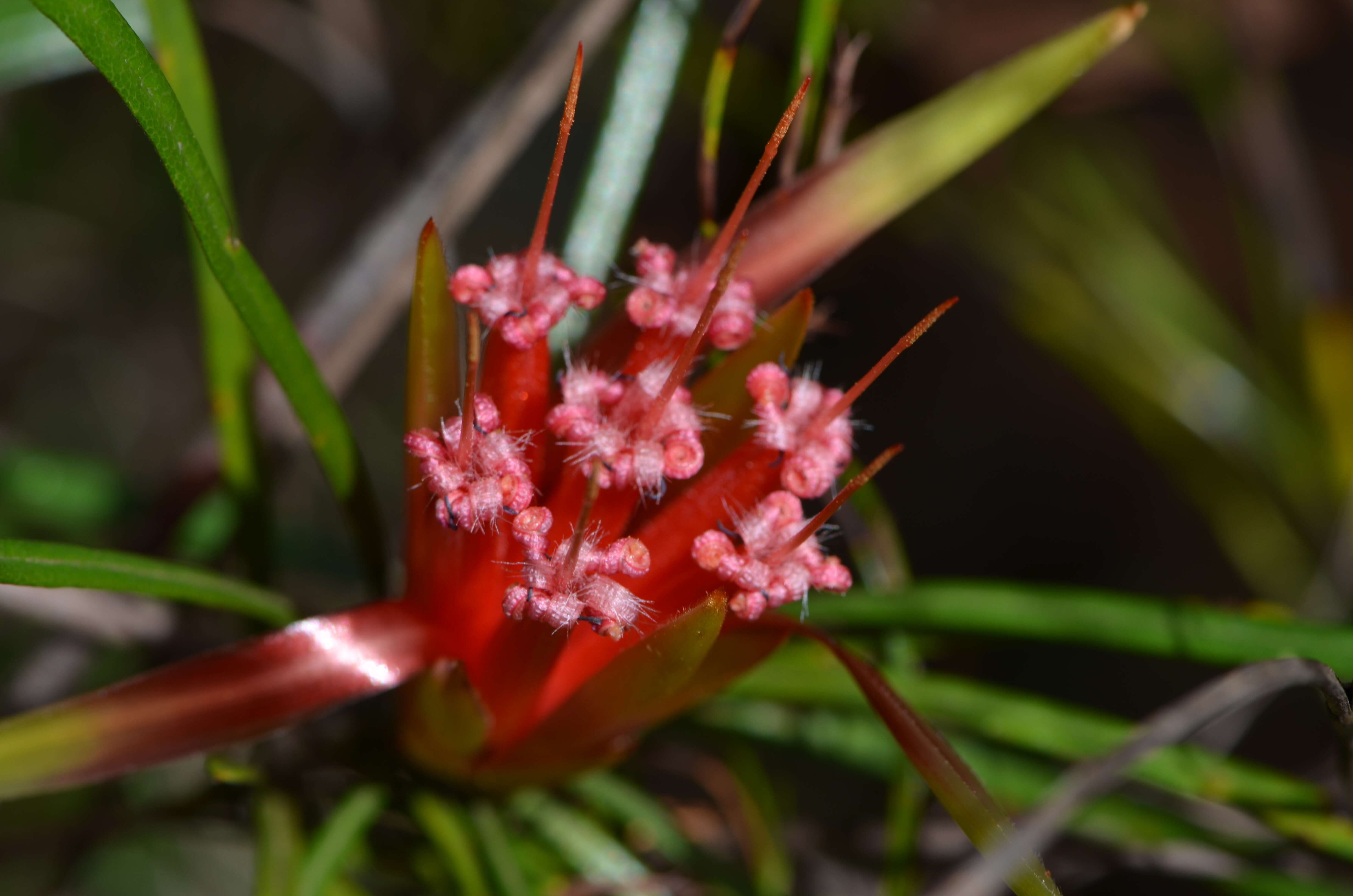 Image of Lambertia formosa Sm.