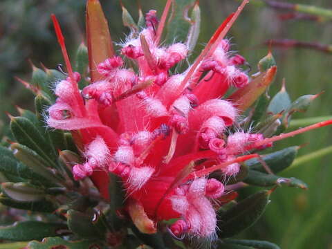 Image of Lambertia formosa Sm.