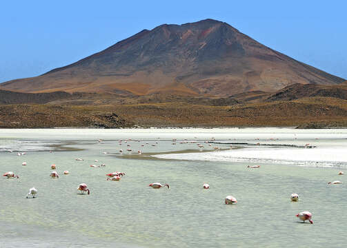 Image of Andean flamingos