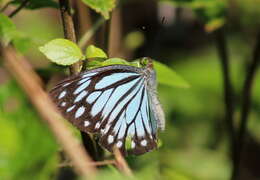 Image of Pareronia hippia