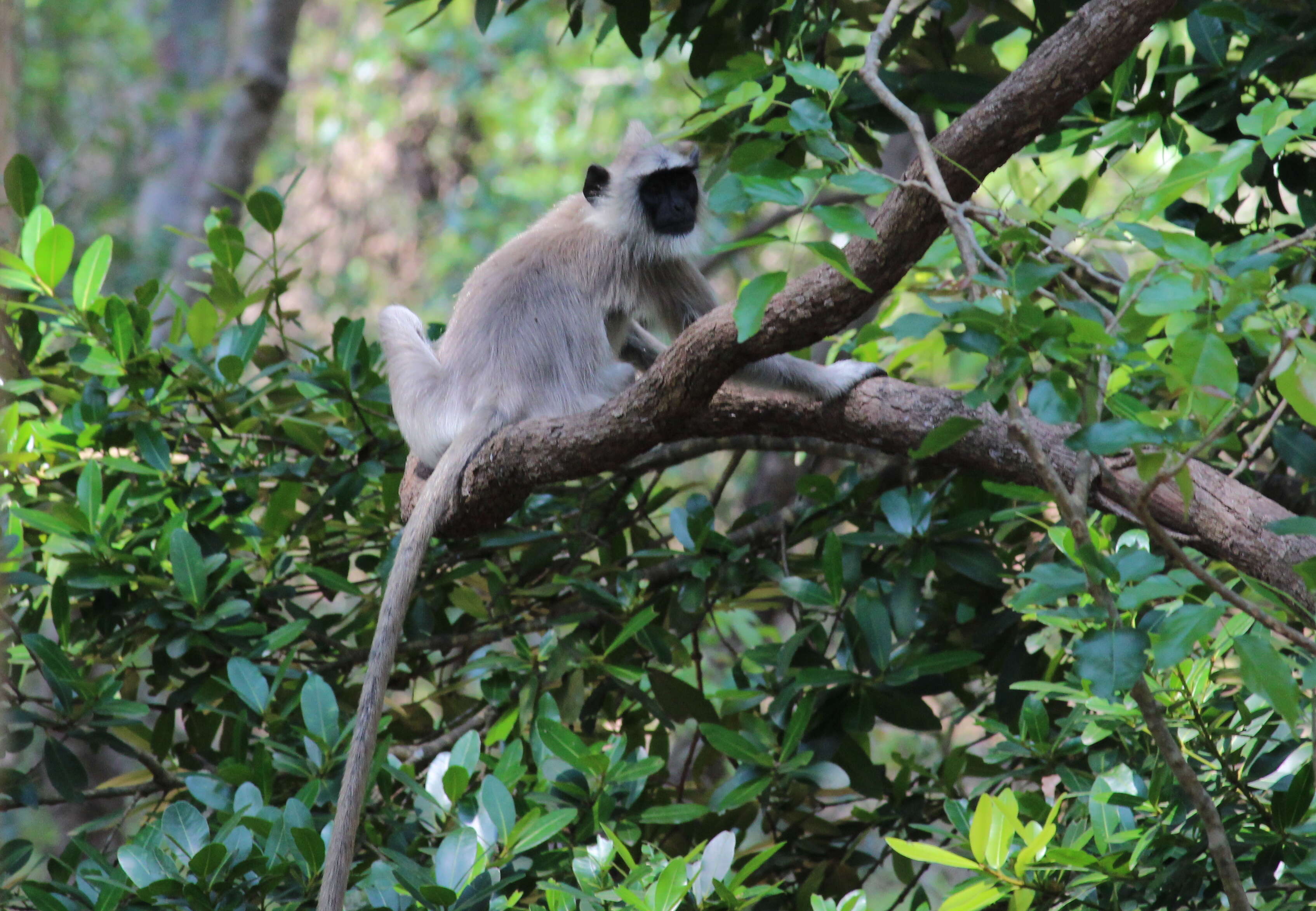 صورة Semnopithecus priam Blyth 1844