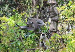 Image de Semnopithecus priam Blyth 1844