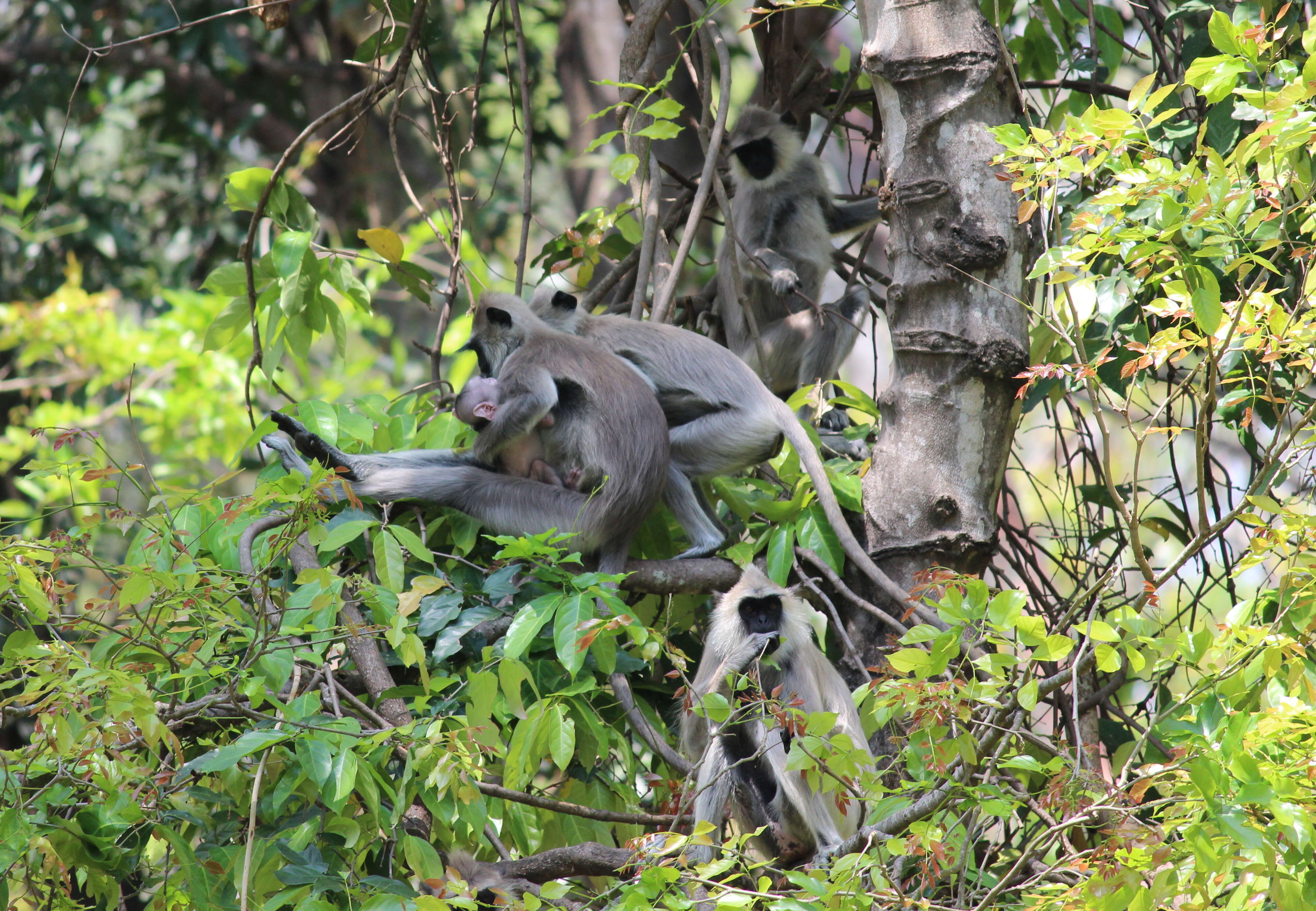 صورة Semnopithecus priam Blyth 1844