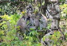 Image de Semnopithecus priam Blyth 1844