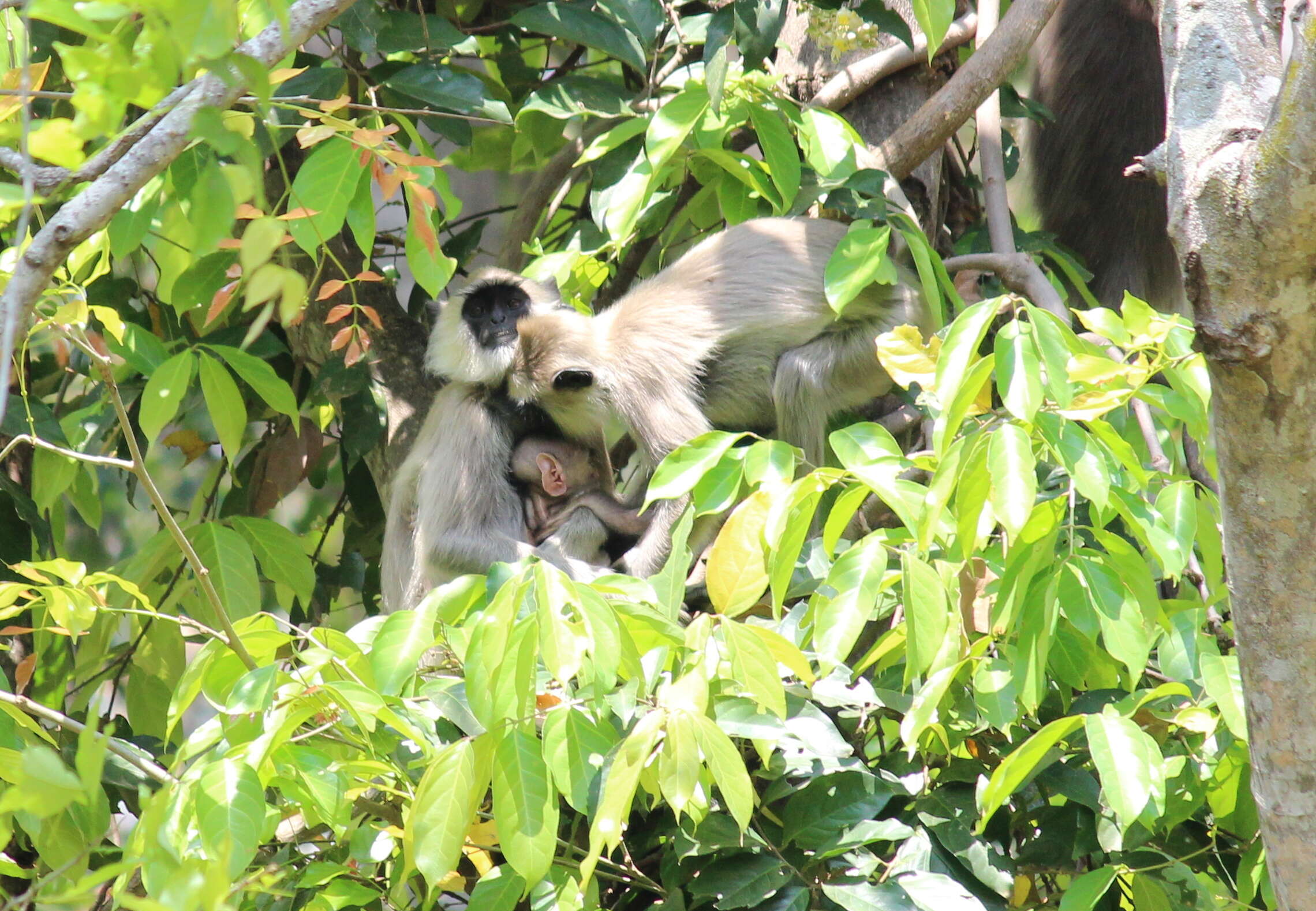 صورة Semnopithecus priam Blyth 1844