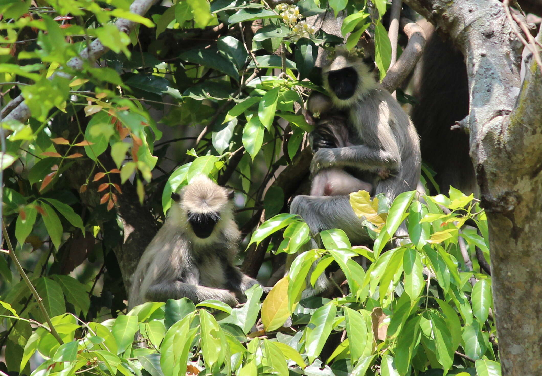 صورة Semnopithecus priam Blyth 1844