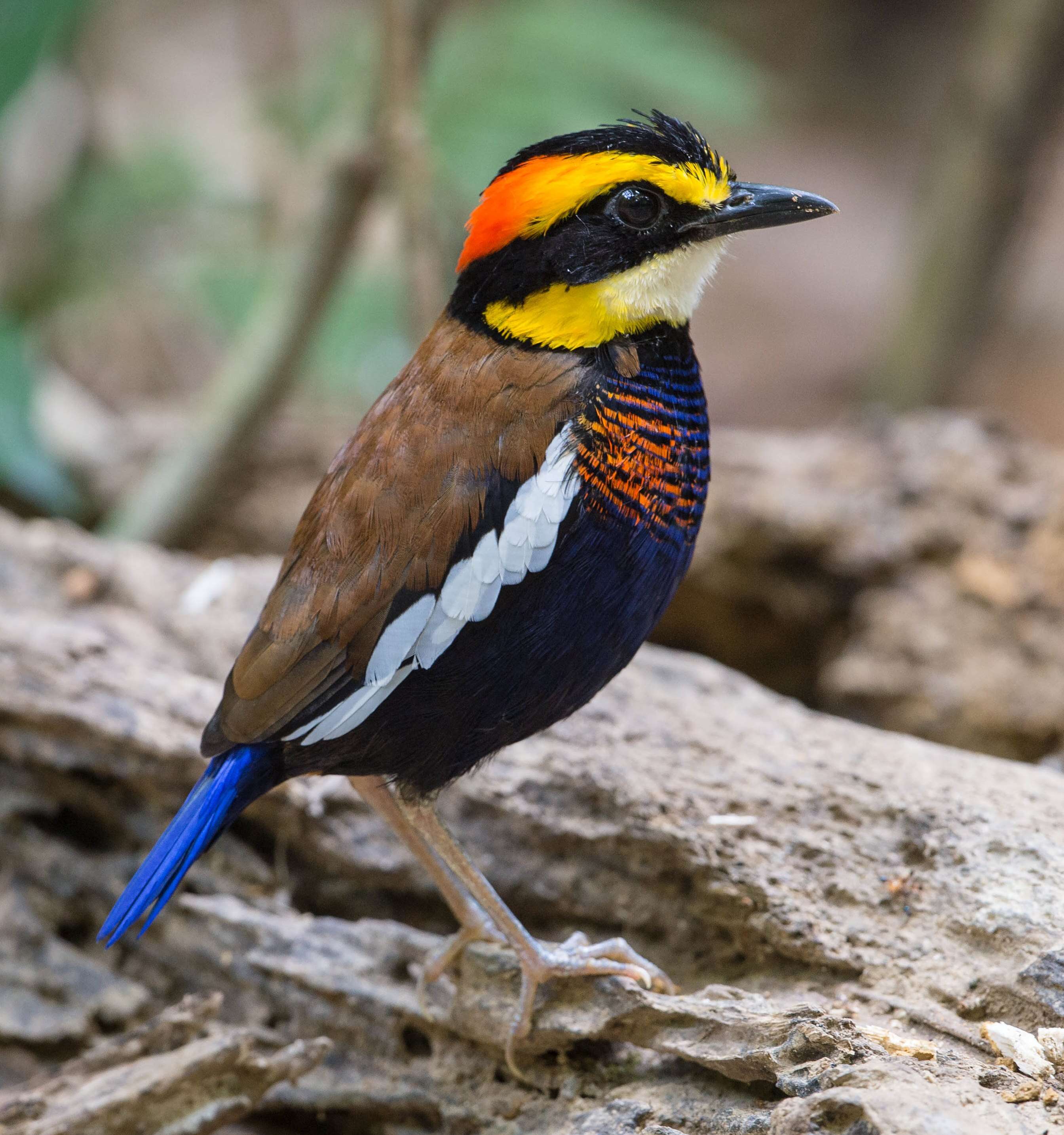 Image of Malayan Banded Pitta