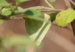 Image of Catopsilia pyranthe (Linnaeus 1758)