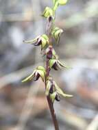 Image of Genoplesium clivicola (D. L. Jones) J. M. H. Shaw