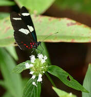 Heliconius sara Fabricius 1793的圖片