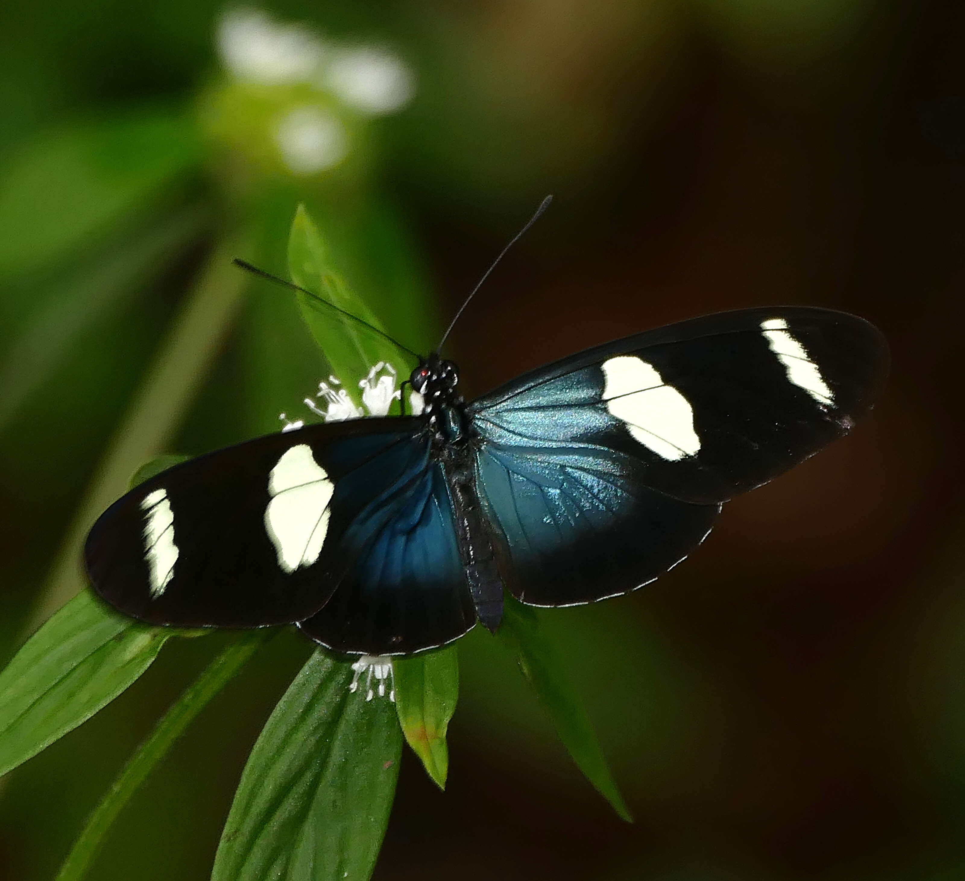 Heliconius sara Fabricius 1793的圖片