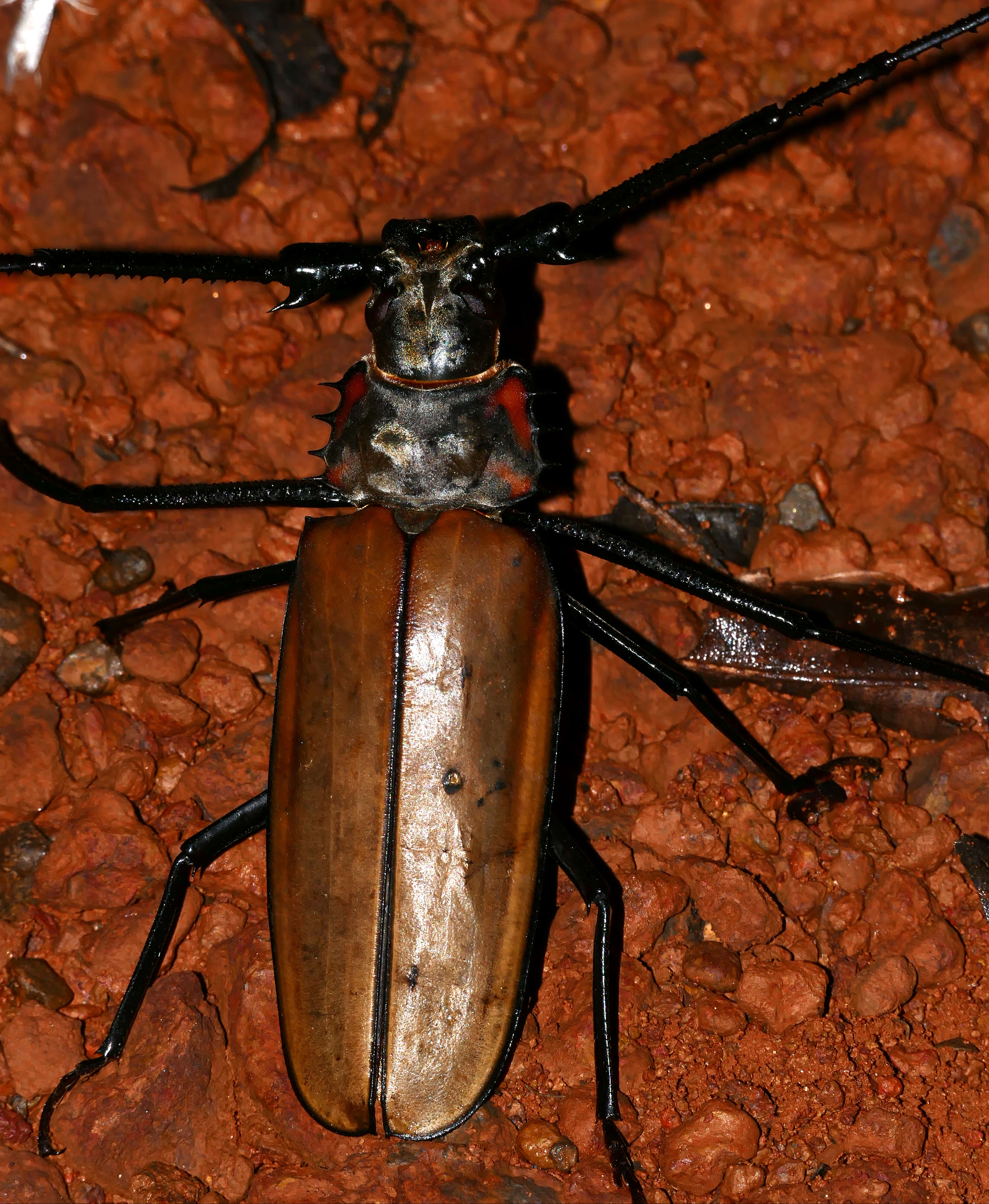 Image of Enoplocerus