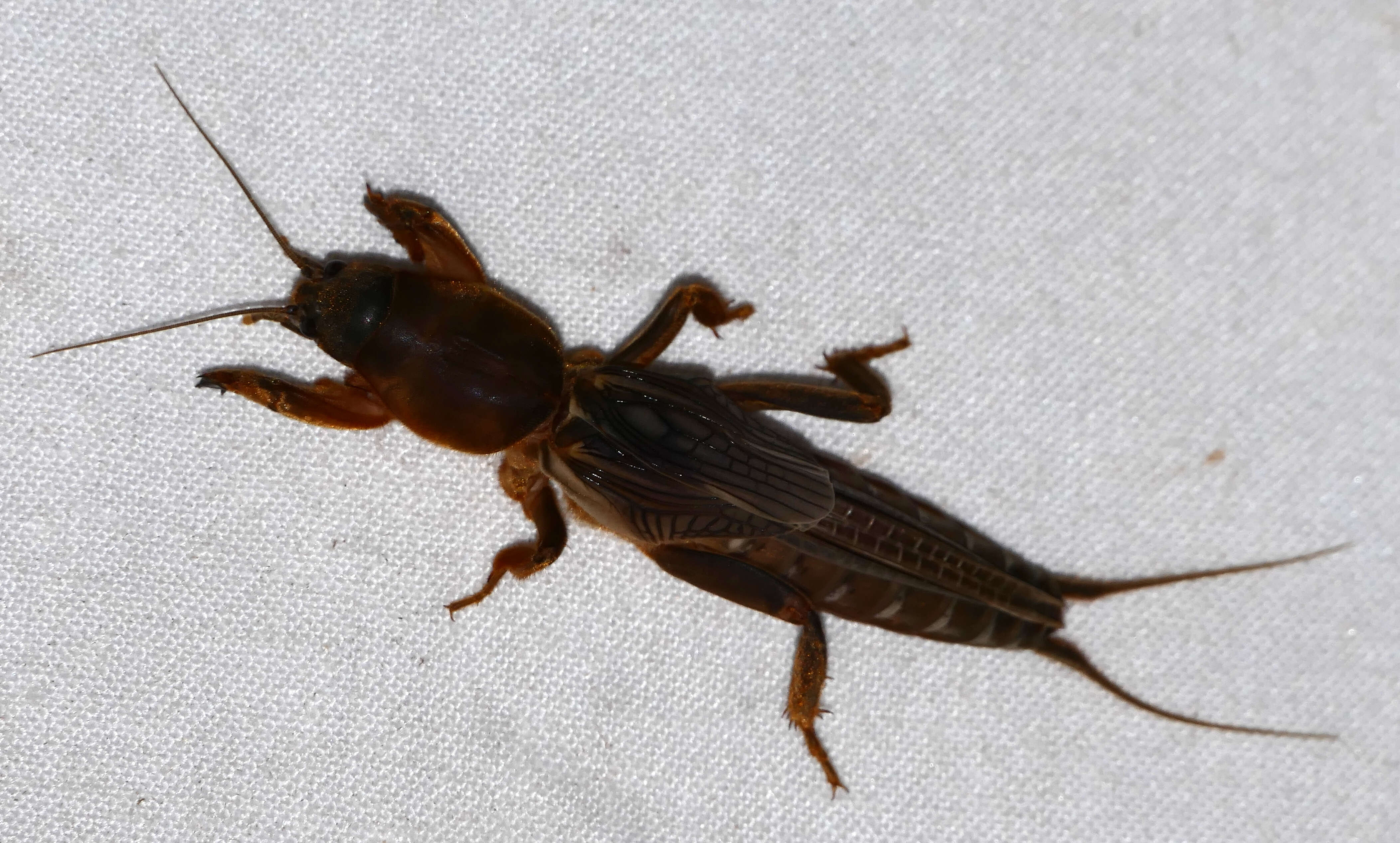 Image of Northern Mole Crickets