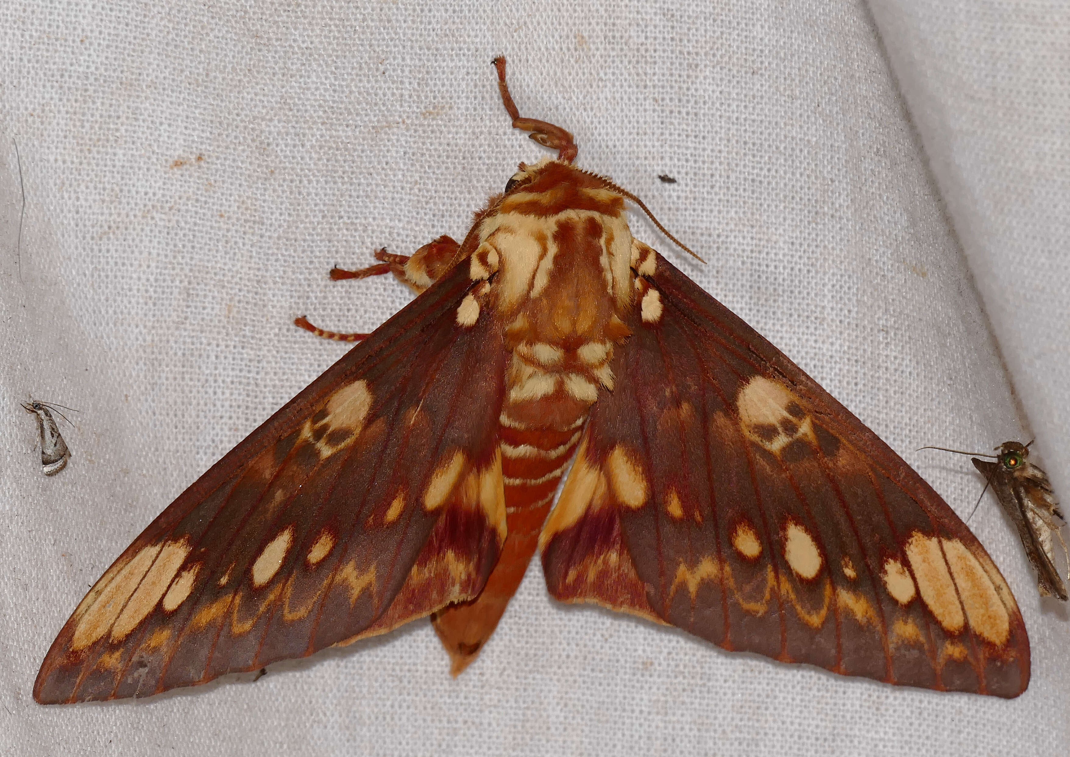 Image of Citheronia hamifera Rothschild 1907