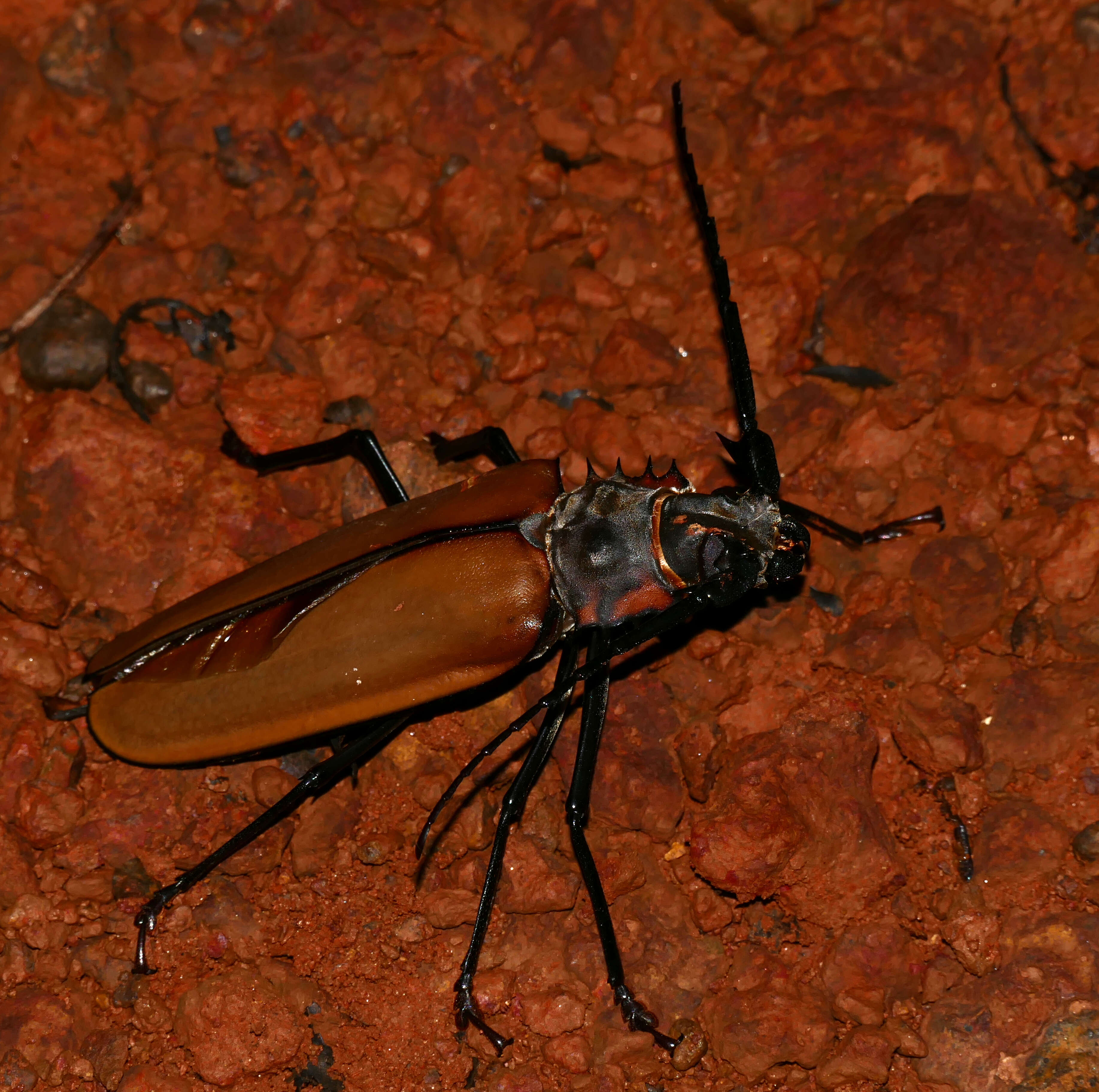 Image of Enoplocerus