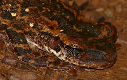 Image of Manaus slender-legged treefrog