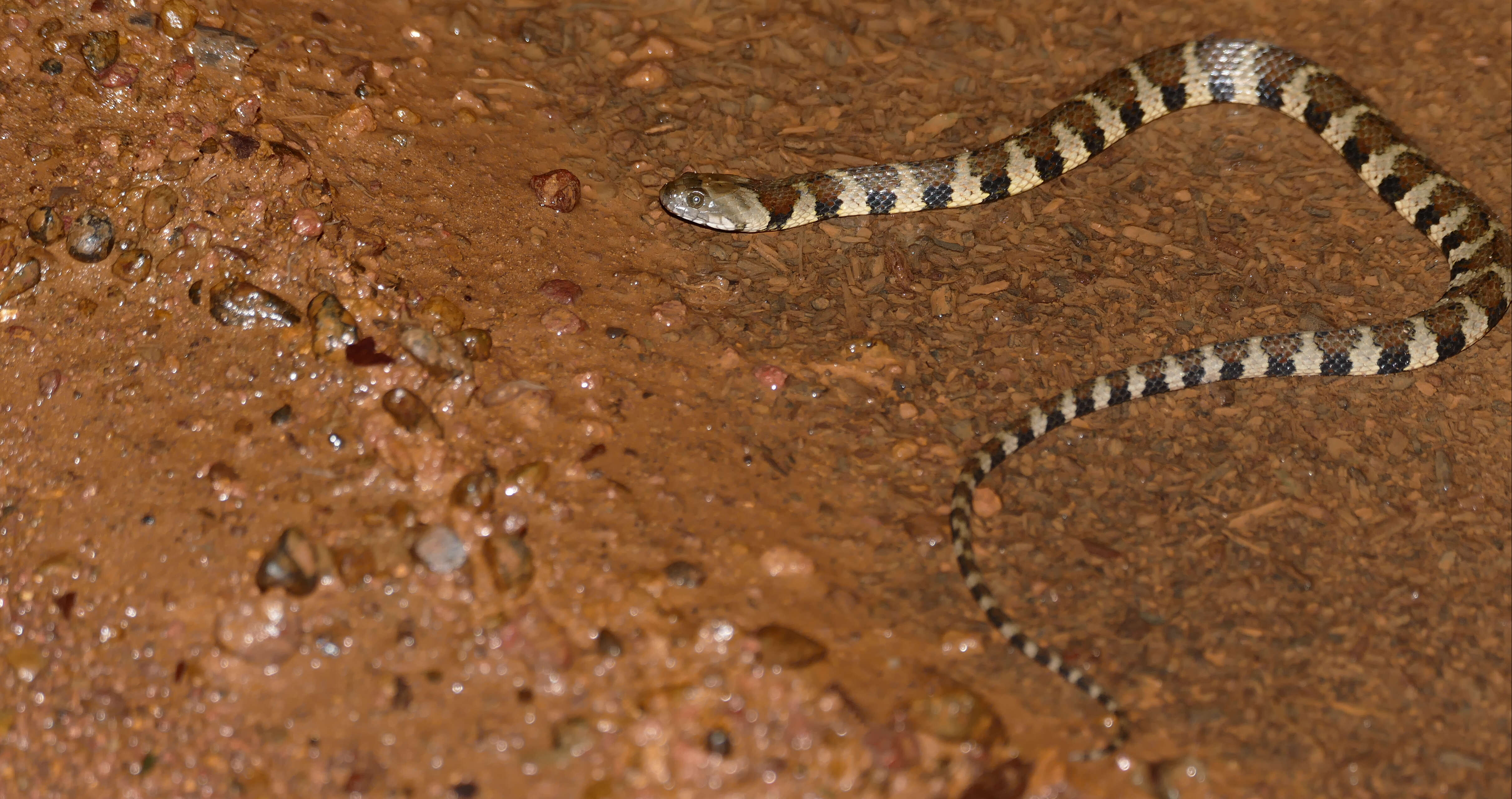 Helicops angulatus (Linnaeus 1758) resmi