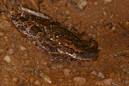 Image of Manaus slender-legged treefrog