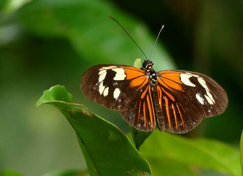 Image of Heliconius aoede Hübner 1816