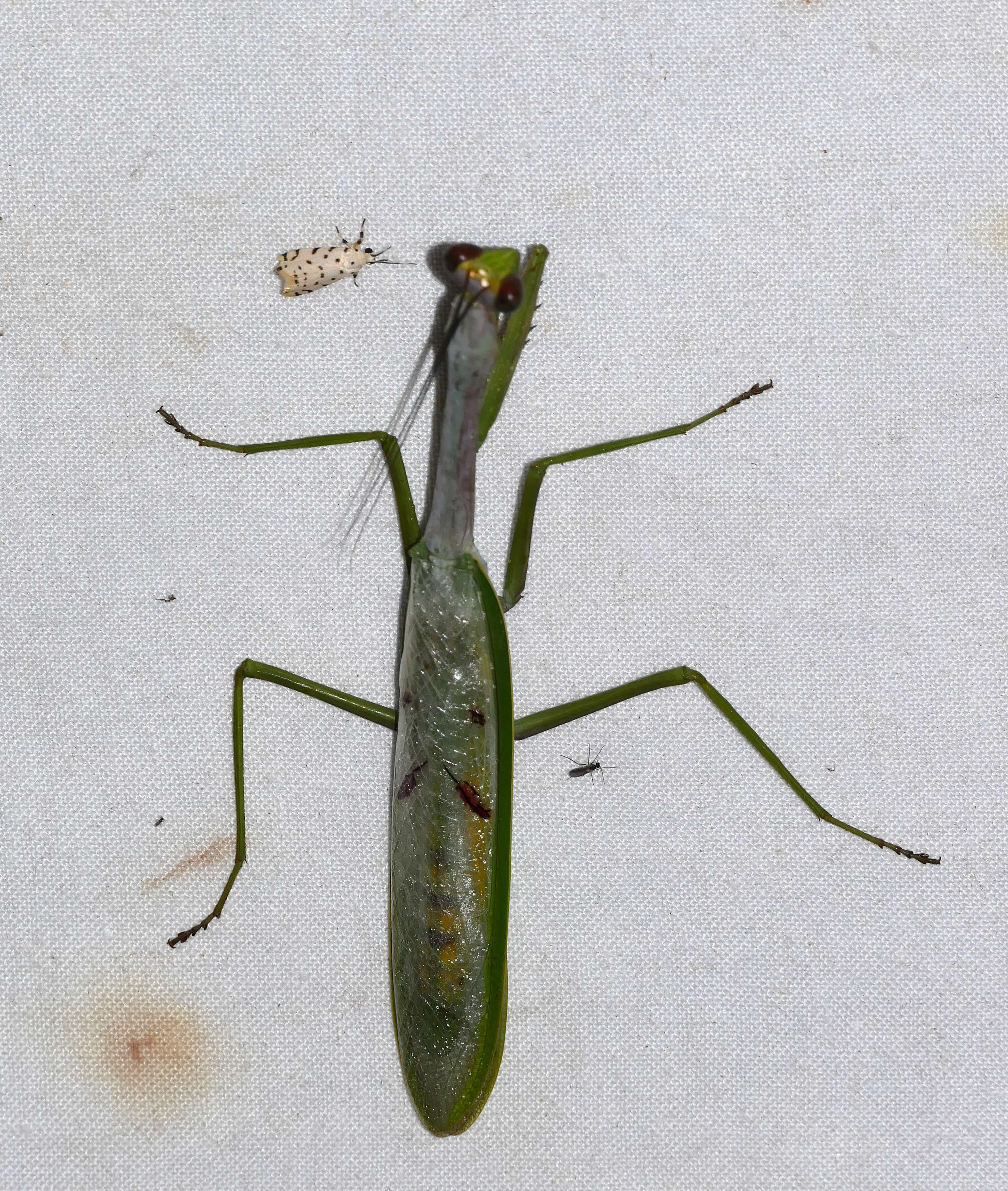 Image of Stagmatoptera flavipennis