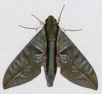 Image of Eumorpha phorbas (Cramer 1775)