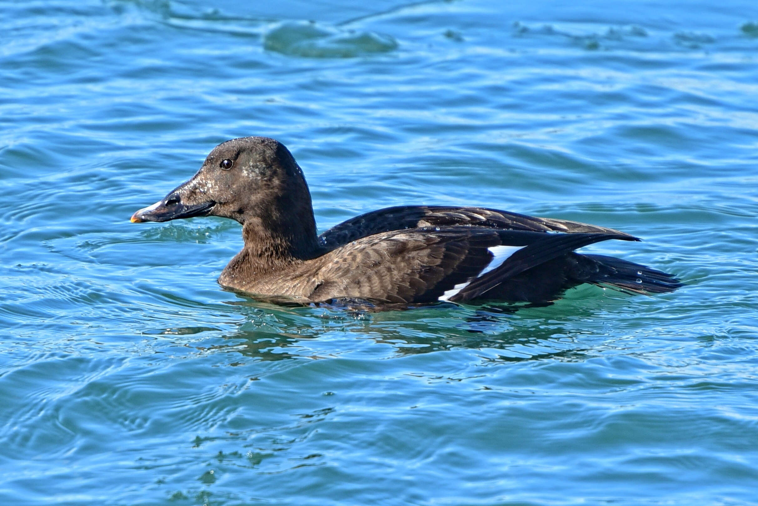 Image of White-winged Scoter