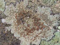 Image of rim lichen