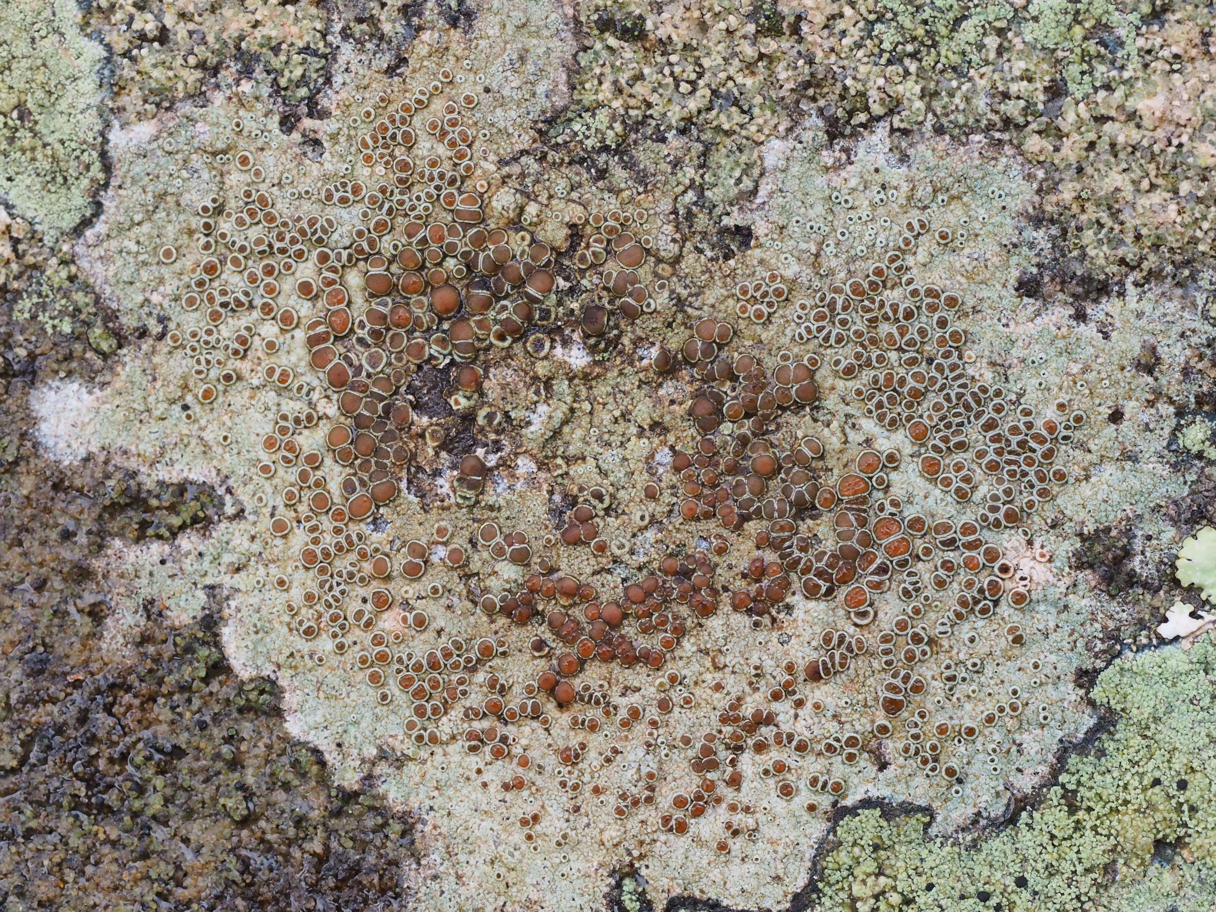 Image of rim lichen