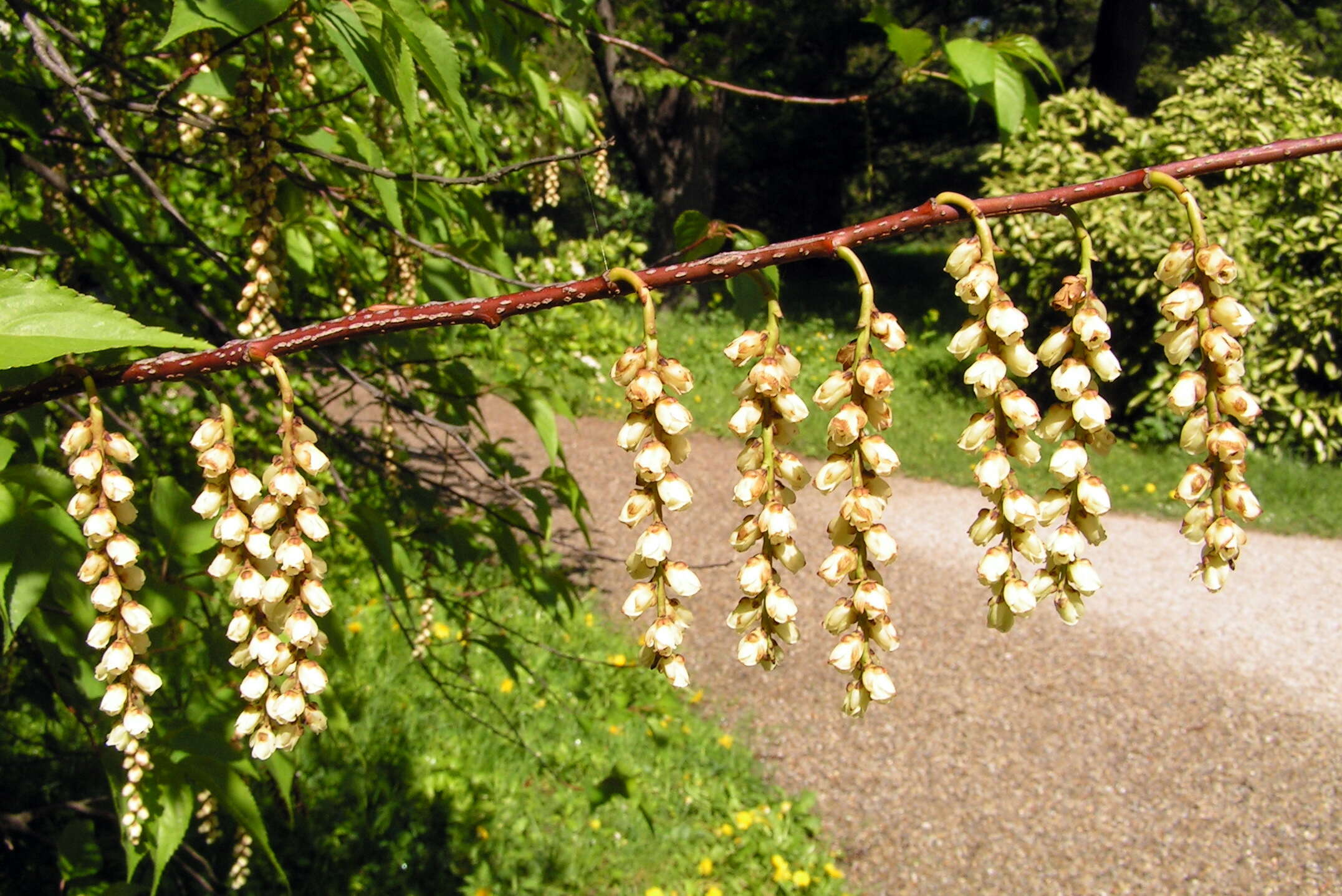 Image of Stachyurus praecox Sieb. & Zucc.