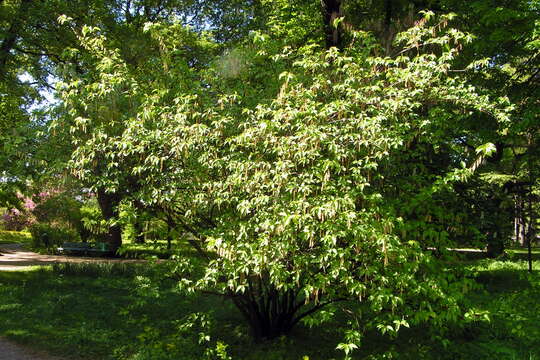 Image of Stachyurus praecox Sieb. & Zucc.