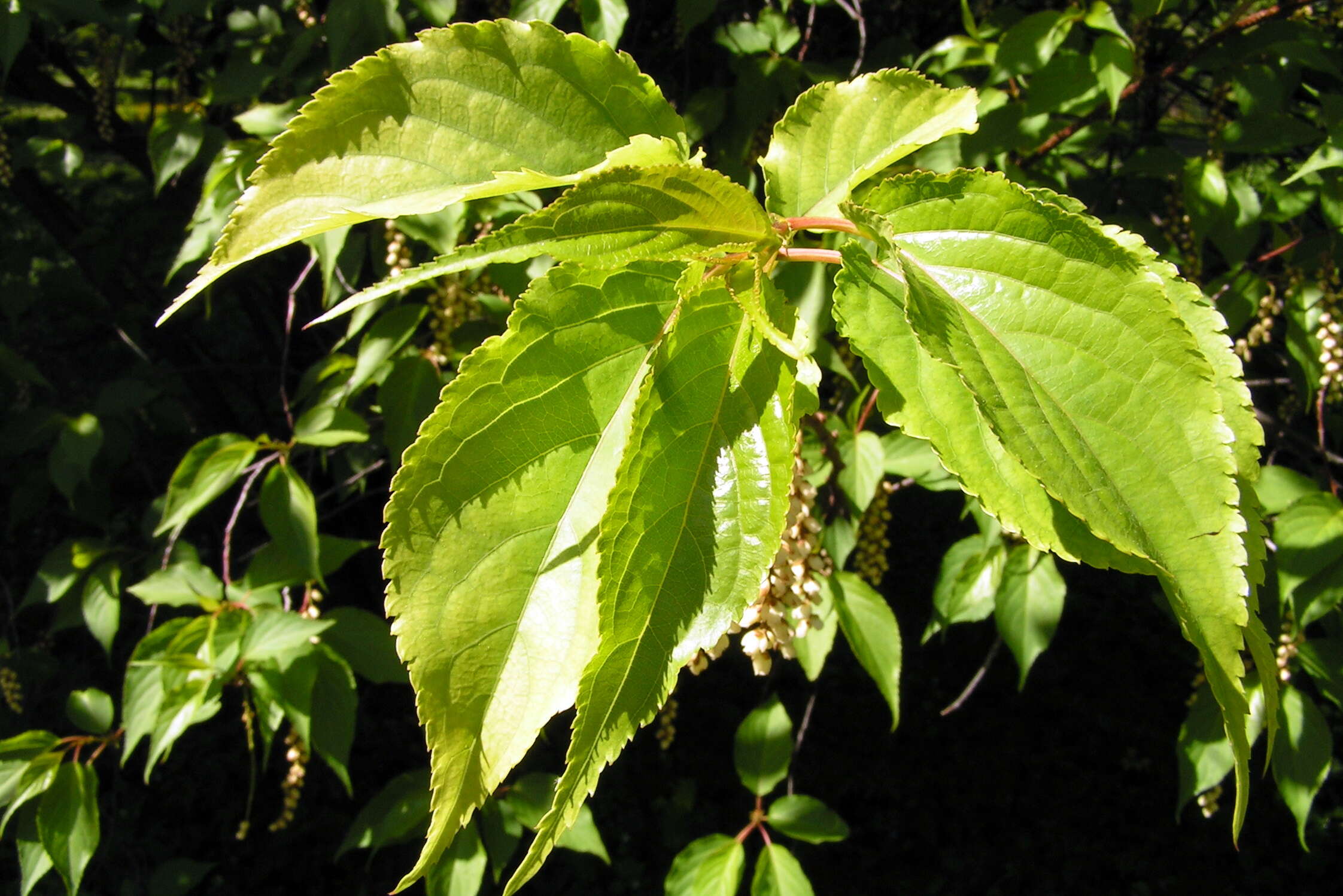 Image of Stachyurus praecox Sieb. & Zucc.