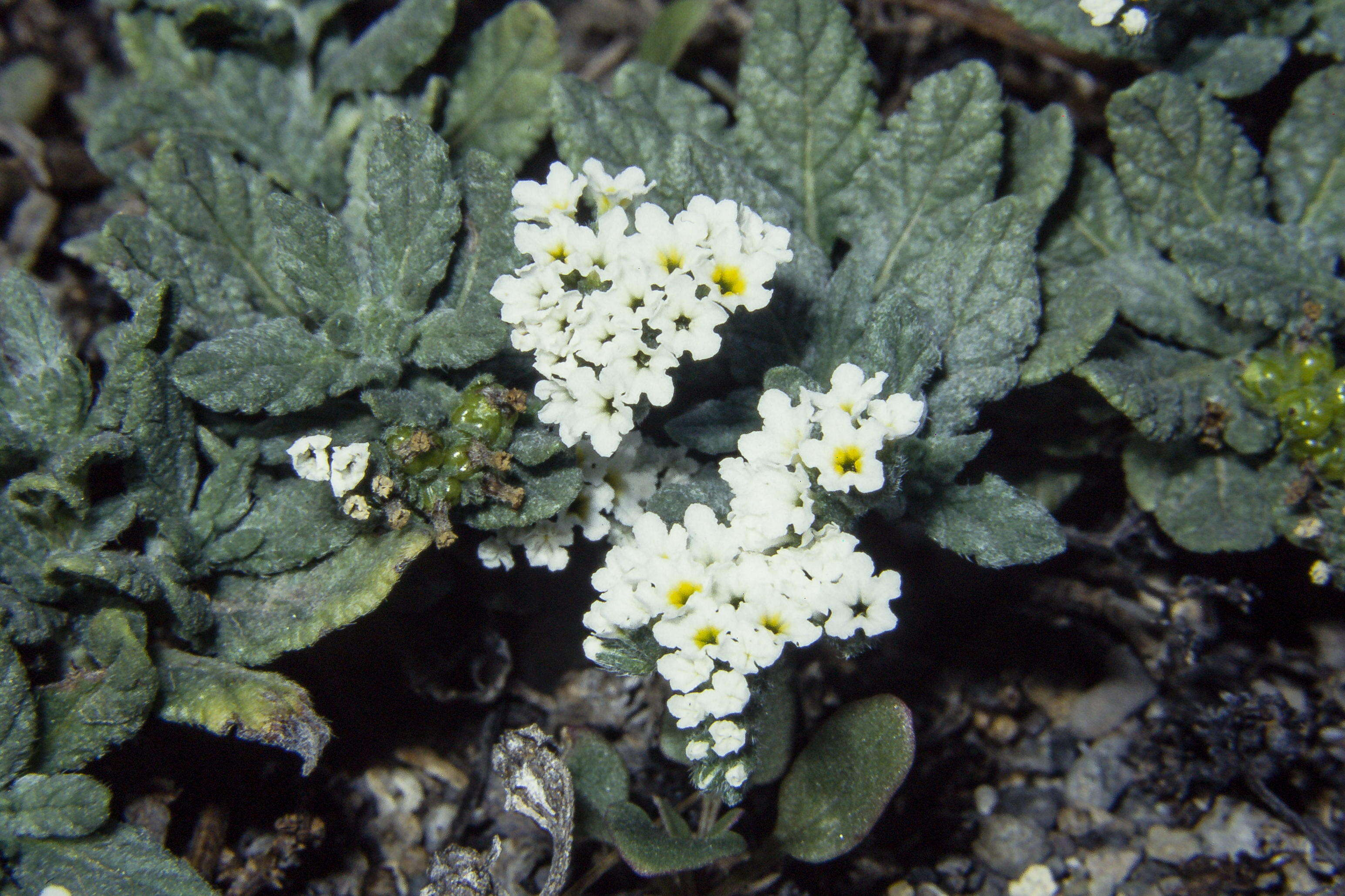 Plancia ëd Heliotropium ramosissimum (Lehm.) Sieb. ex DC.