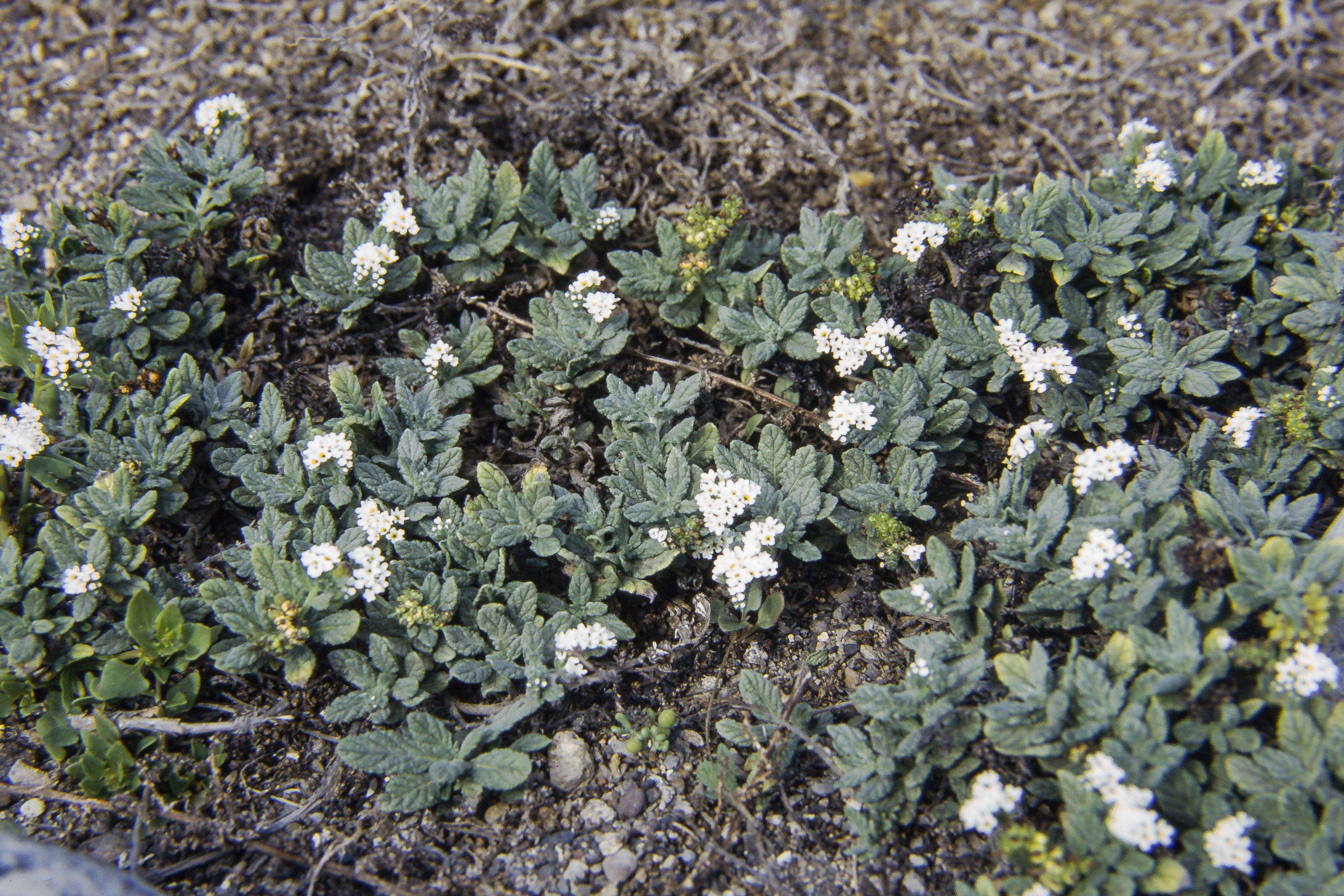 Plancia ëd Heliotropium ramosissimum (Lehm.) Sieb. ex DC.