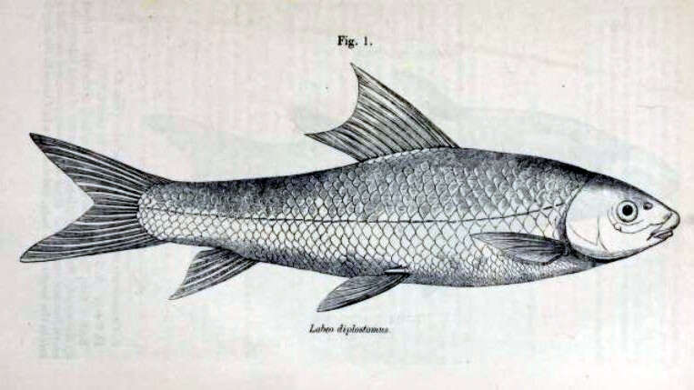 Sivun Bangana diplostoma (Heckel 1838) kuva