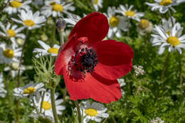 Imagem de Anemone coronaria L.