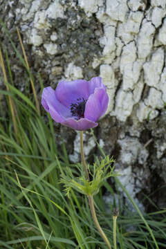 Imagem de Anemone coronaria L.