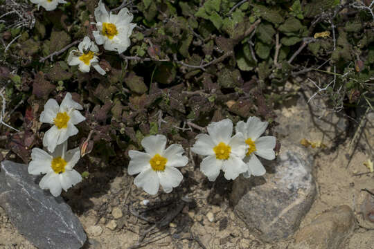 Image of salvia cistus