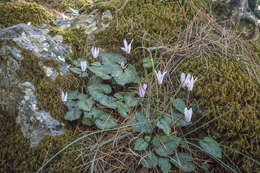 Image of Cretan cyclamen