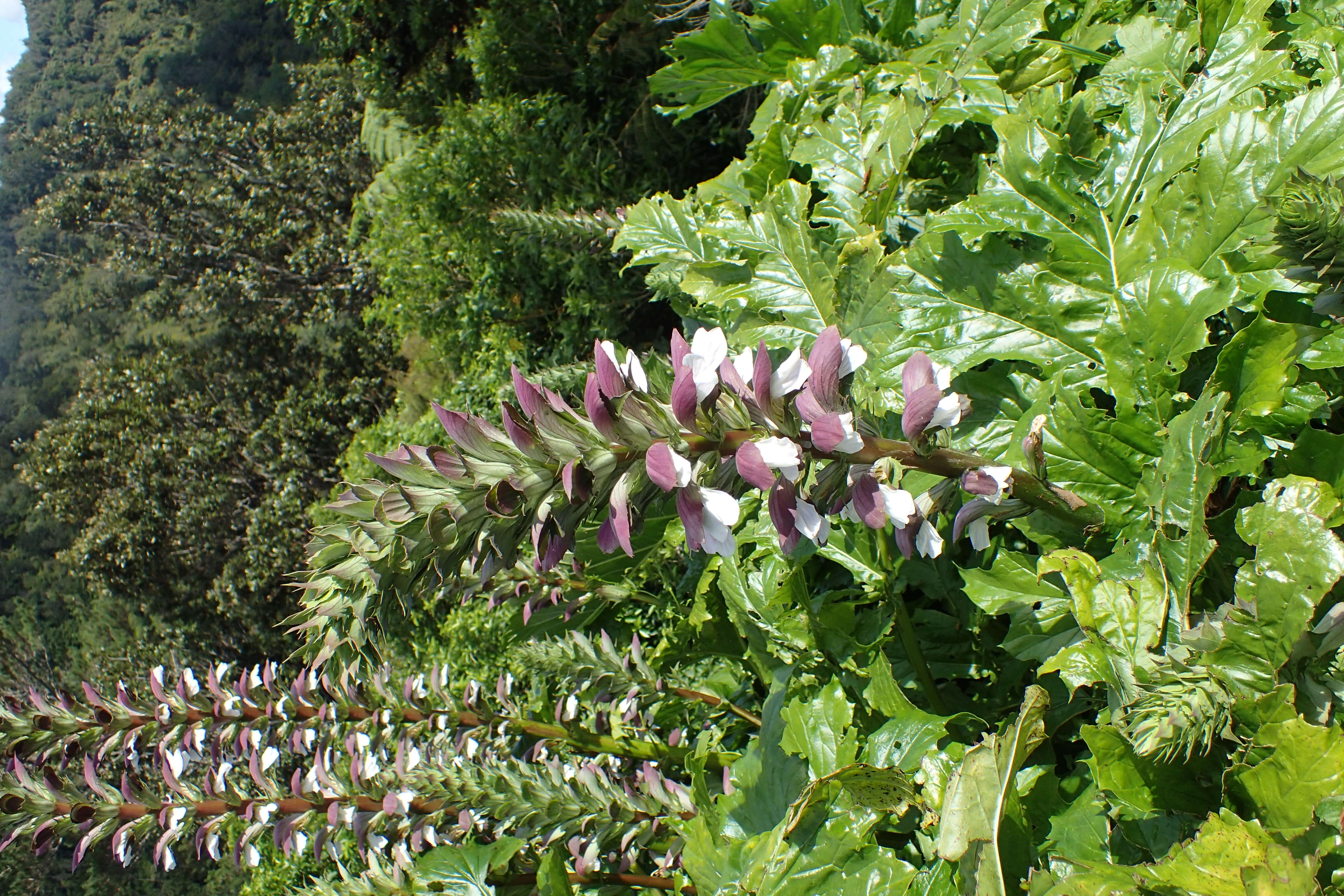 Imagem de Acanthus mollis L.