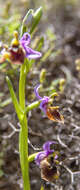 Image of late spider-orchid