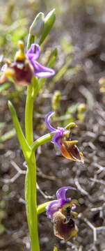 Image of late spider-orchid