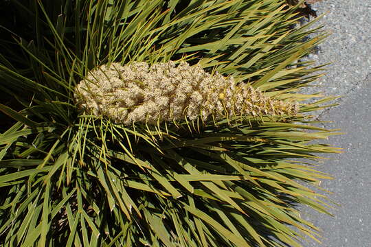 Image of Aciphylla aurea W. R. B. Oliv.